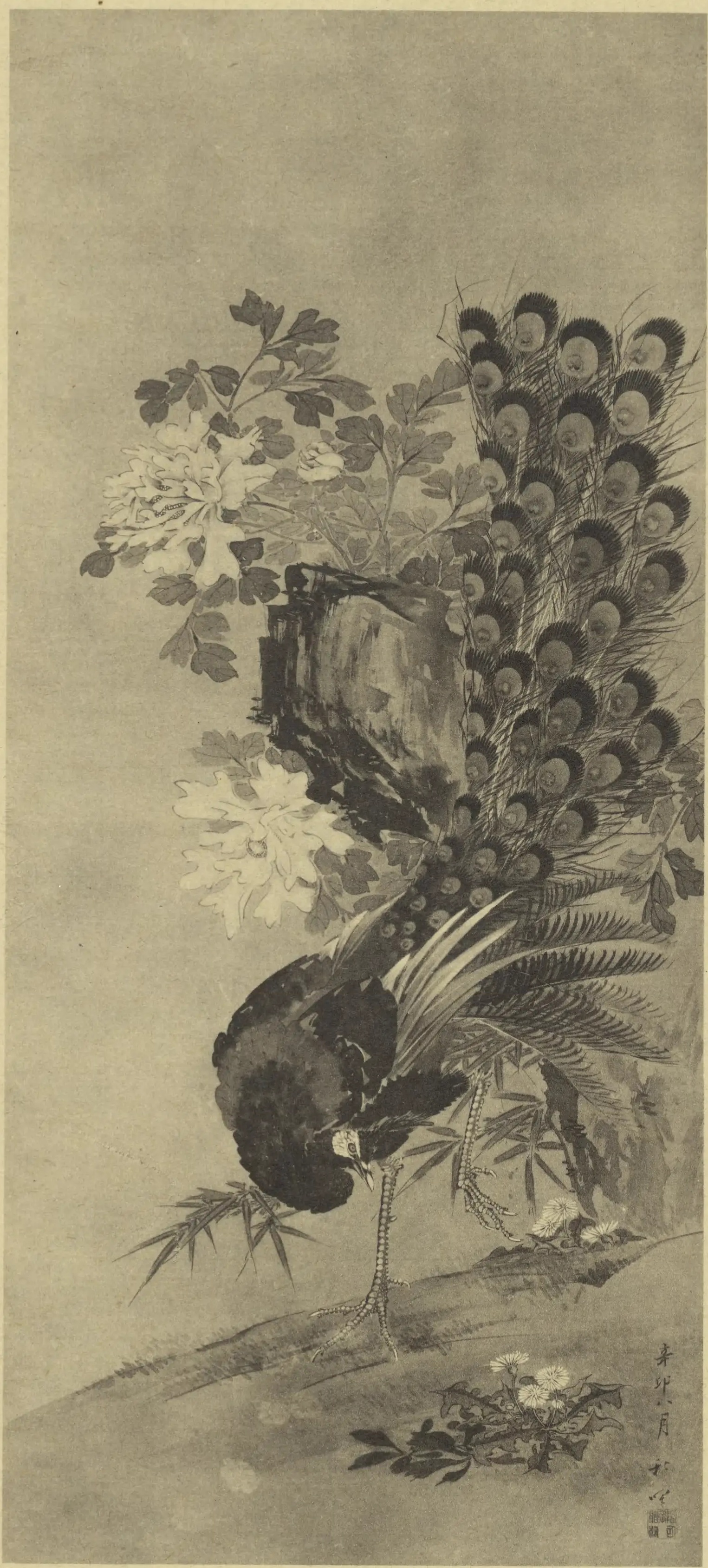 牡丹孔雀図（南宗名画選） / 岡本秋暉 | Cugira