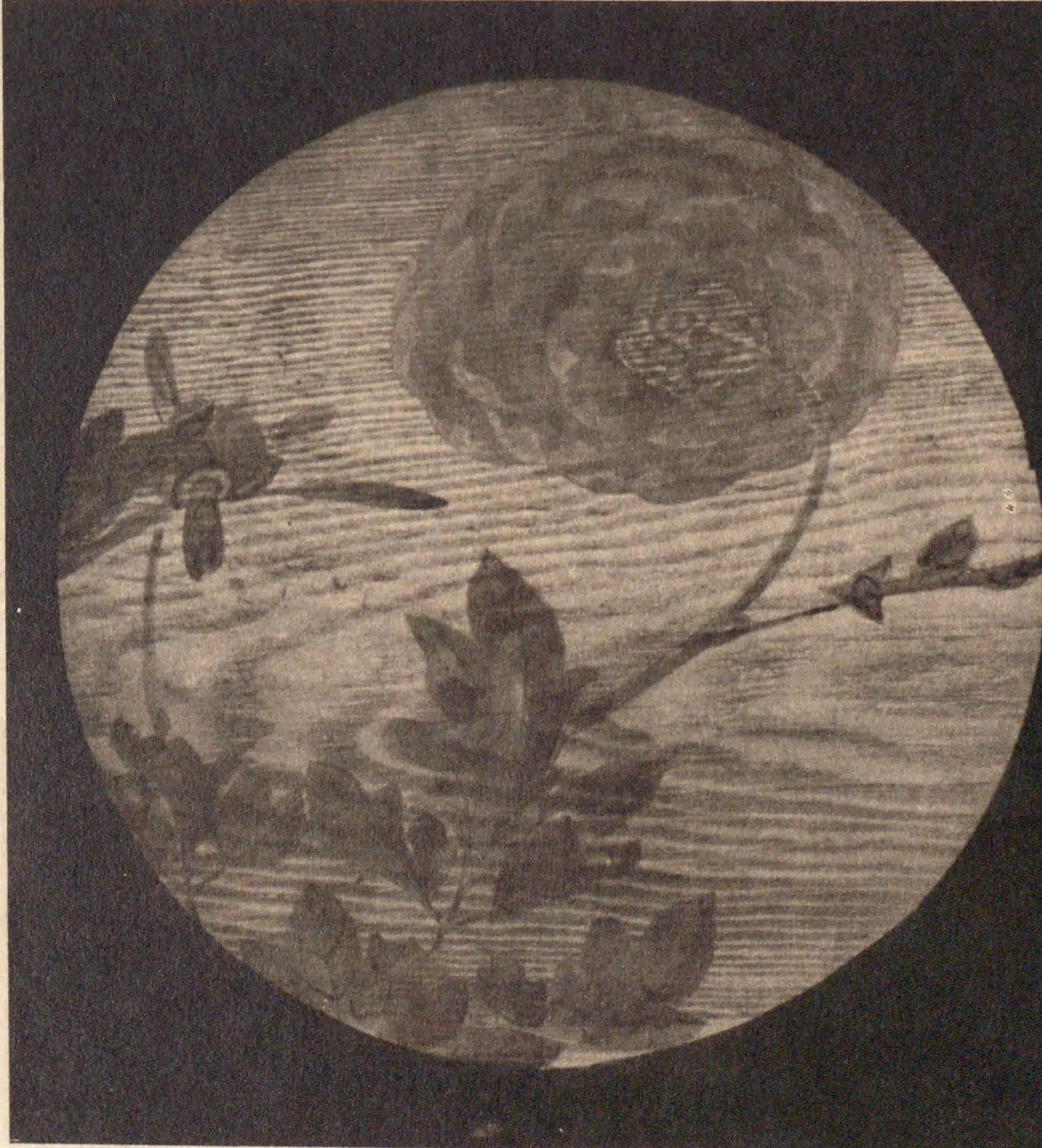 花卉図(信行寺天井画)其四