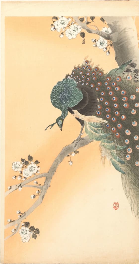 桜に孔雀（大黒屋版）