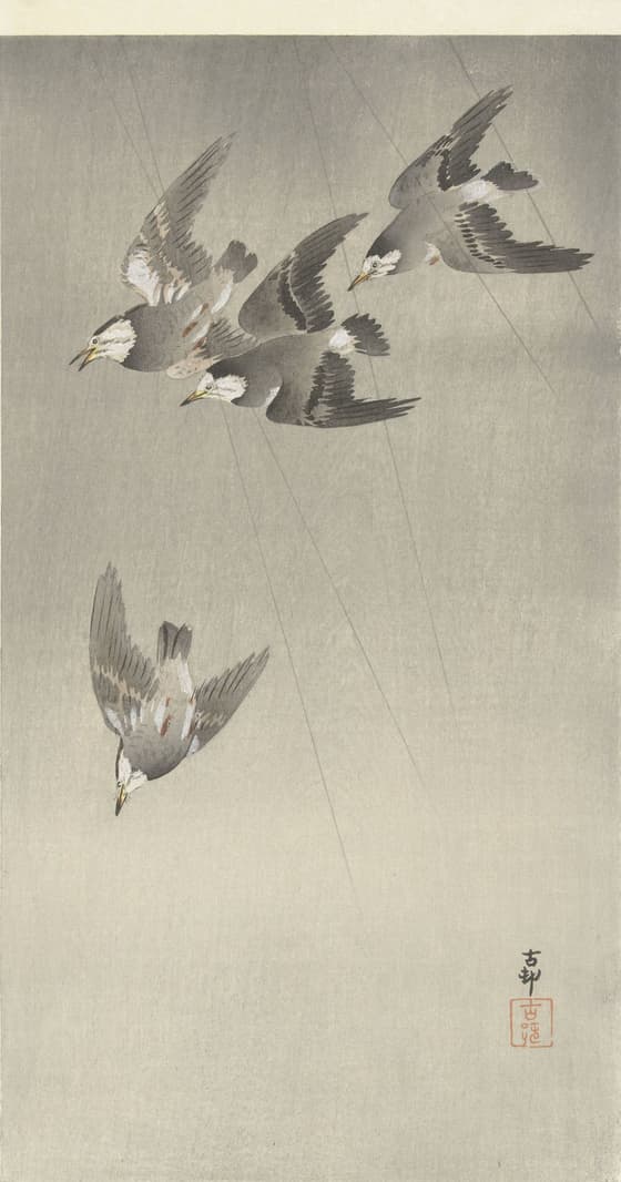 雨中の椋鳥（大黒屋版）
