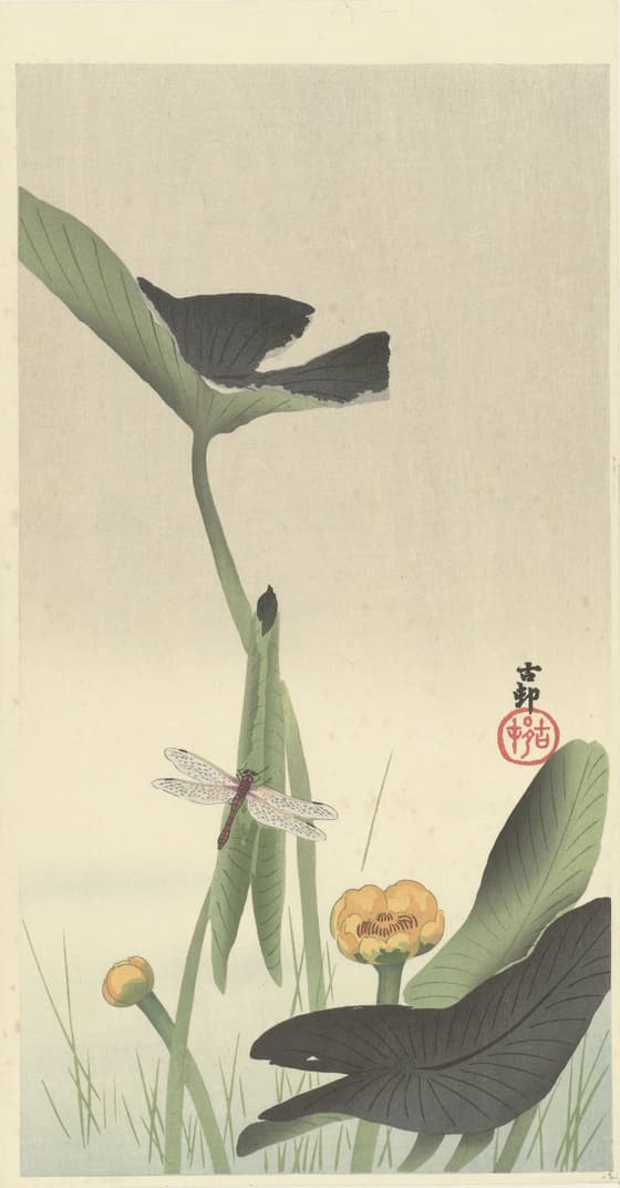 河骨に蜻蛉（大黒屋版）