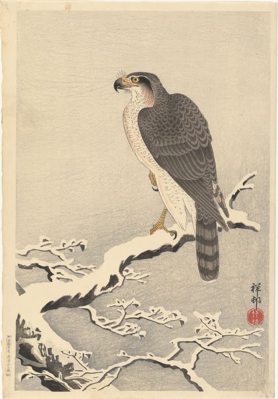 鷹（渡辺版）