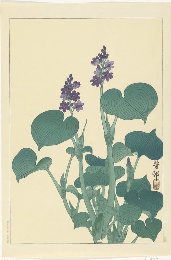 水葵（川口版）