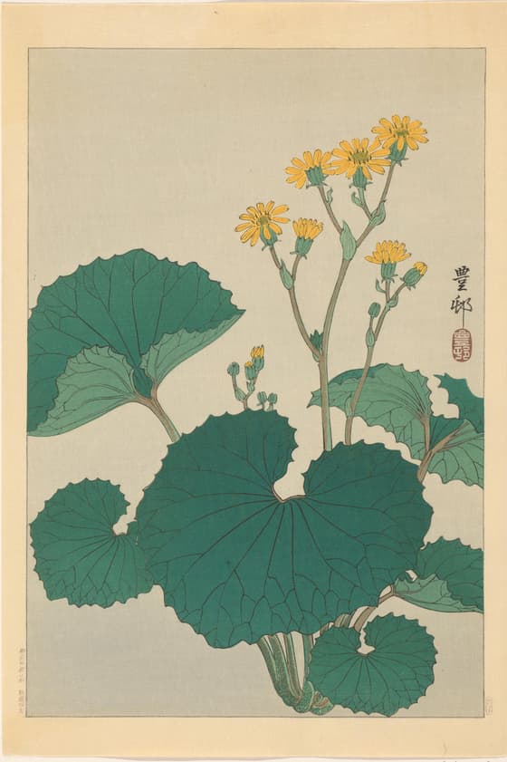 石蕗（川口版）
