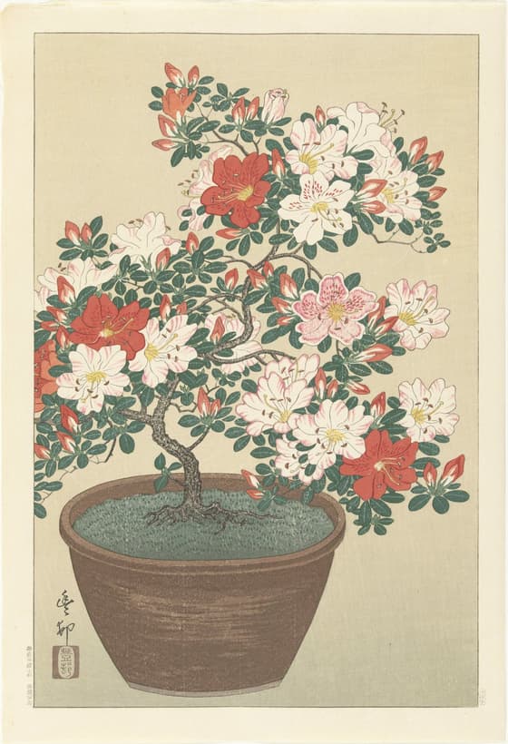 鉢植の躑躅（川口版）