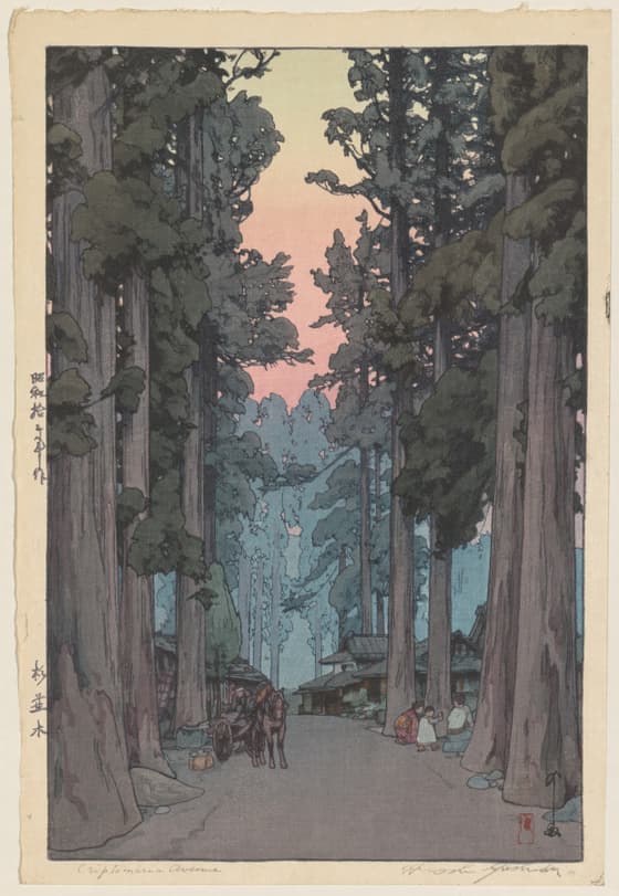 Crytomeria Avenue