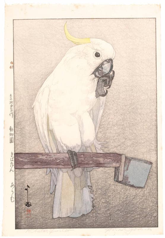 鸚鵡