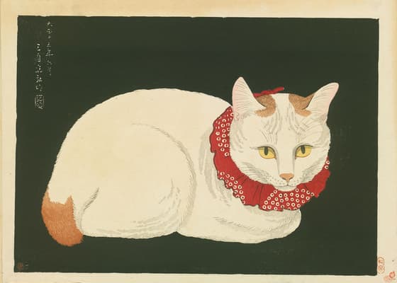 White Cat