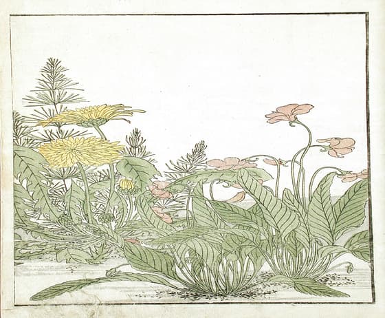 青楼美人合姿鏡 蒲公英・菫・杉菜図