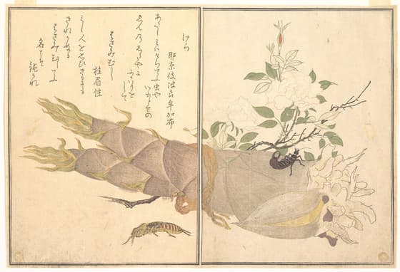 『画本虫撰』 「けら」「はさみむし」