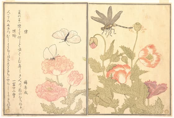 『画本虫撰』 「蝶」「蜻蛉」