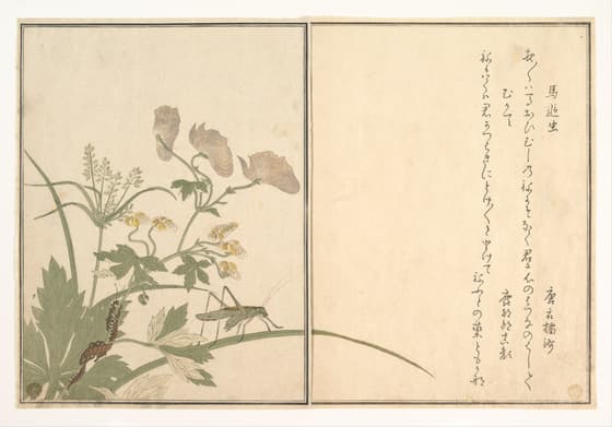 『画本虫撰』 「馬追虫」「むかて」