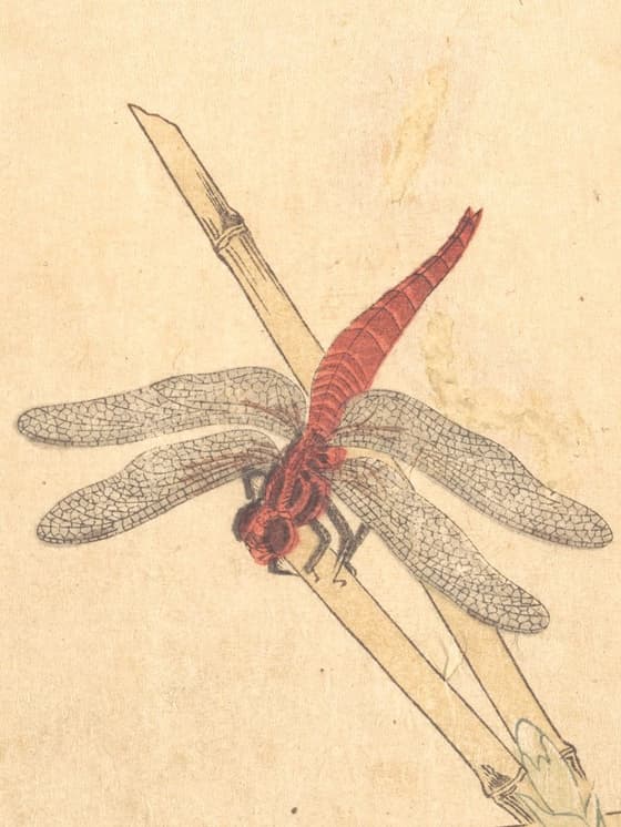 『画本虫撰』「赤蜻蛉」「いなこ」
