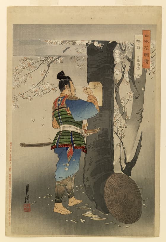 Kojima Takanori (died 1358), a loyal supporter of the imperial house, stripped bark from the trunk of a cherry tree in order to write a Chinese poem. The poem was meant to be seen by the Emperor Go-Daigo as he was being escorted into exile. Takanoi chose an old Chinese poem that only the Emperor would understand to mean that help was near
