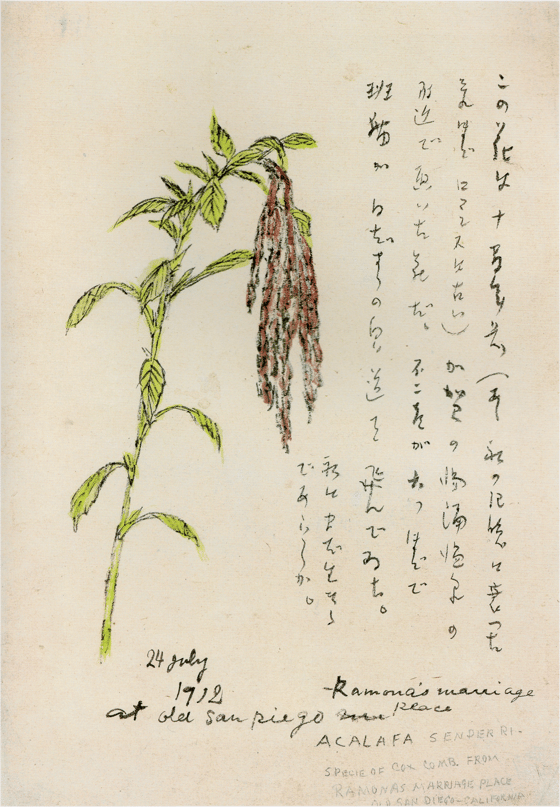野草スケッチ この花は