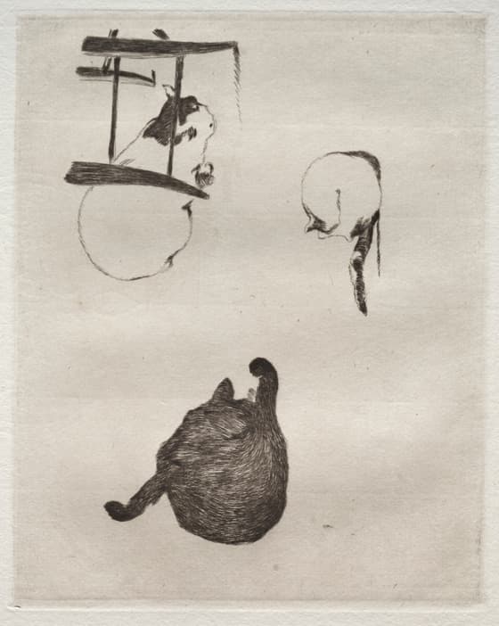 猫たち
