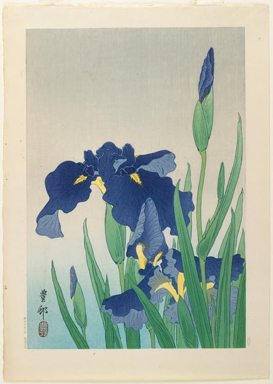 花菖蒲（川口版）