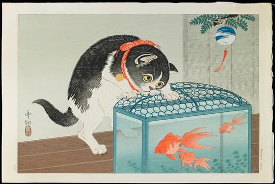 金魚鉢に猫（川口版）