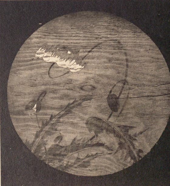 花卉図（信行寺天井画）其八