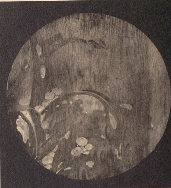 花卉図（信行寺天井画）其七