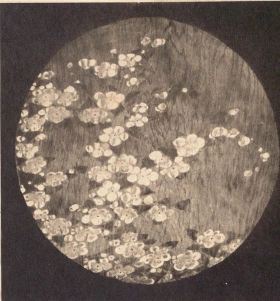 花卉図（信行寺天井画）其三