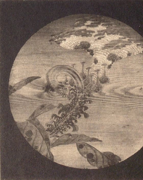 花卉図（信行寺天井画）其二