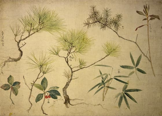写生図巻（松と草花）