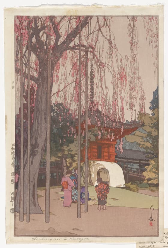 The Cherry Tree at Kawagoe