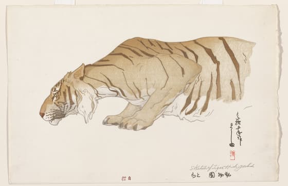 Sketch of a Tiger
