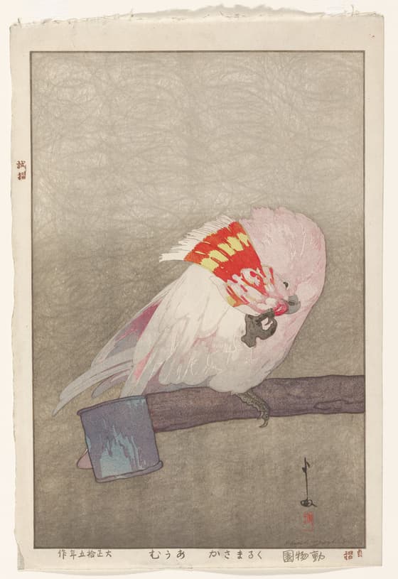 Major Mitchell's Cockatoo