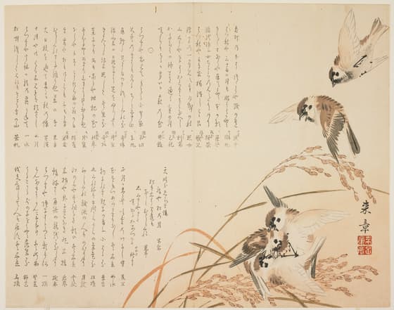Sparrows amid Ripe Rice