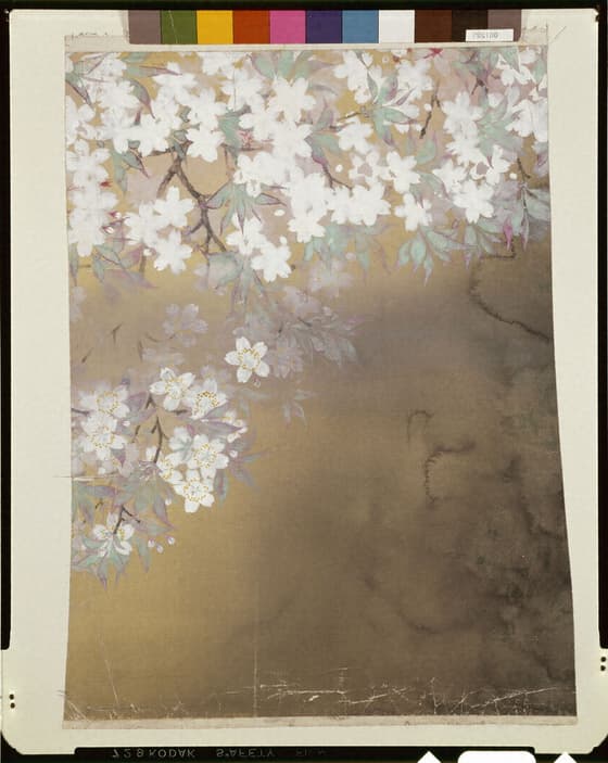 夜桜
