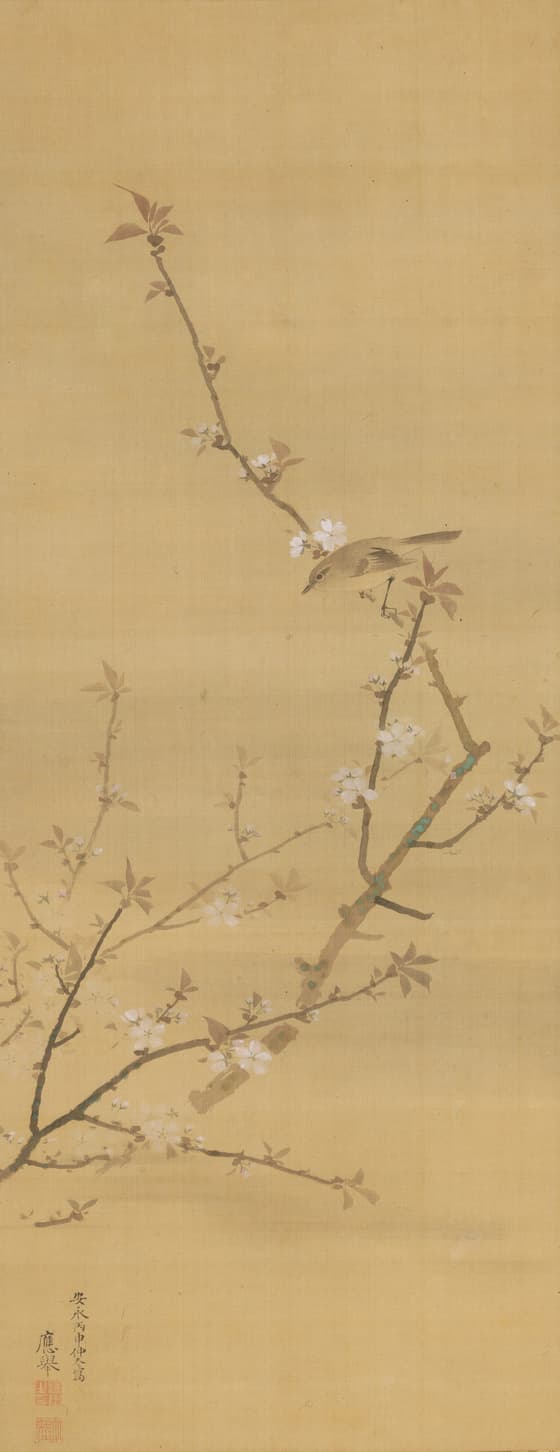 Cherry Blossoms