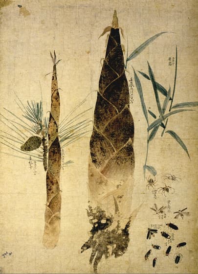 写生図巻（筍と松）